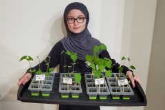 Used-Tea-Bags-Enhancing-Plant-Growth
